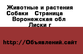 Животные и растения Собаки - Страница 11 . Воронежская обл.,Лиски г.